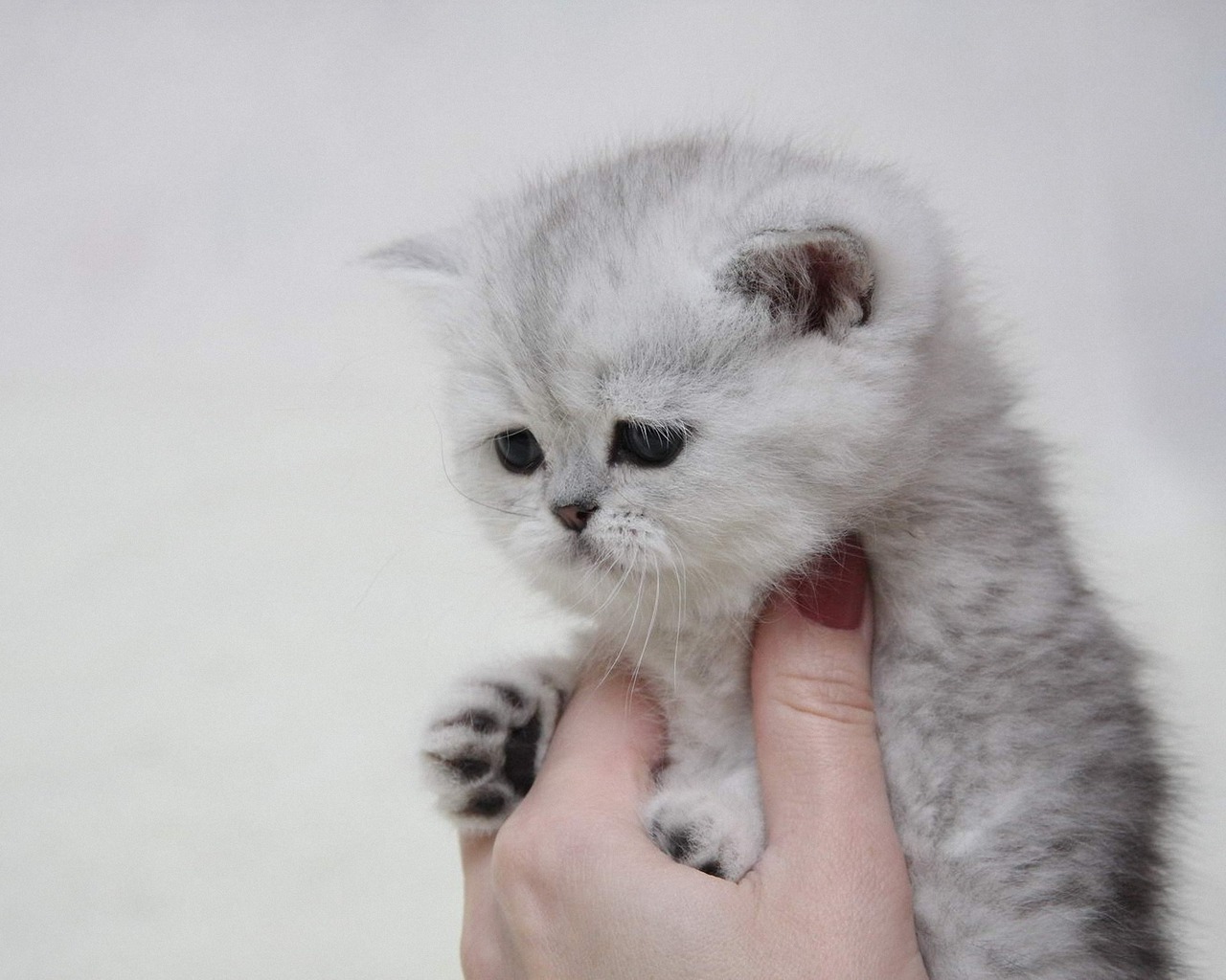 Котенок в руке