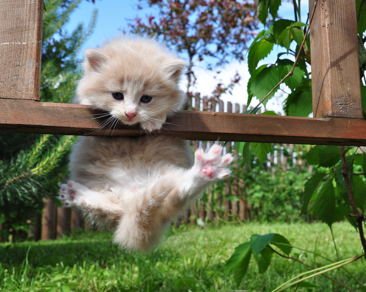 Котенок на заборе