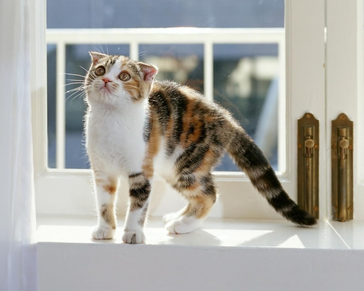 Котенок на окне