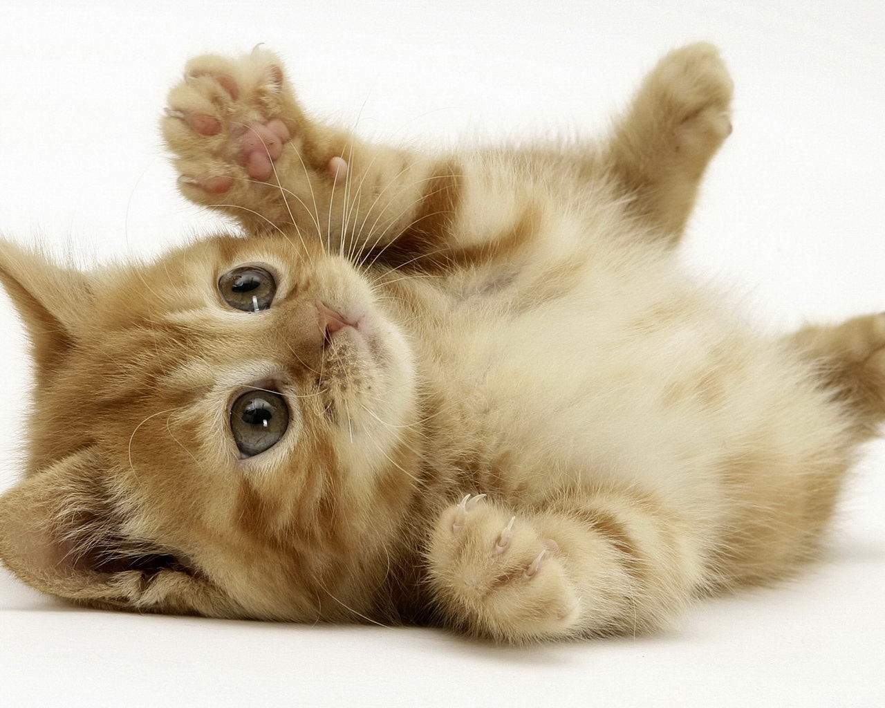 Маленький котенок