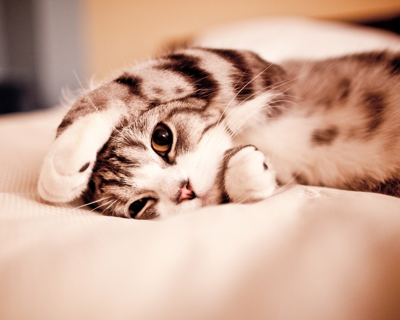 Маленький котенок