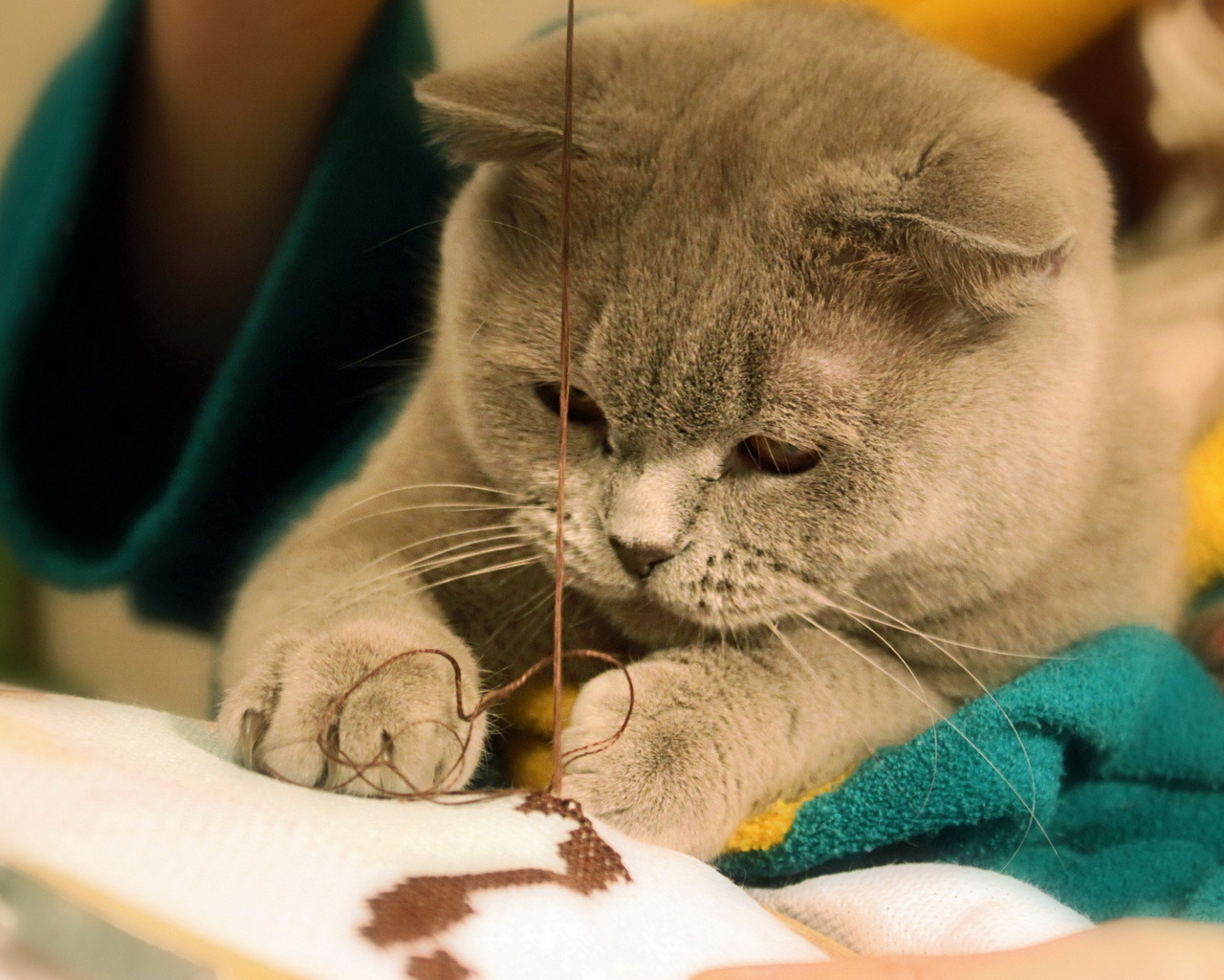 Играющая кошка