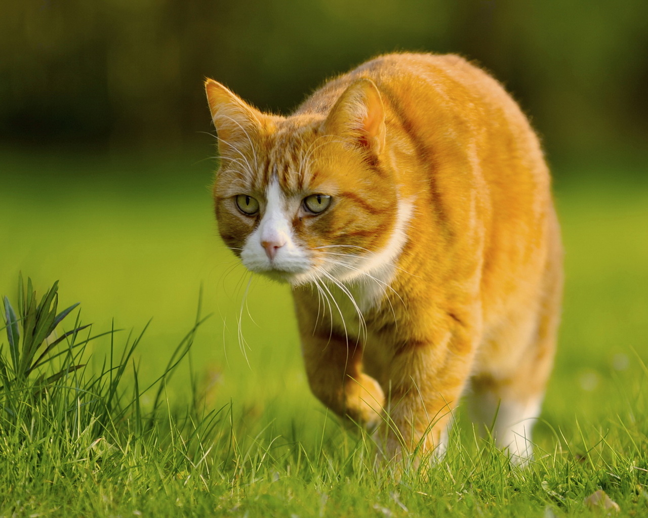 Крадущийся кот