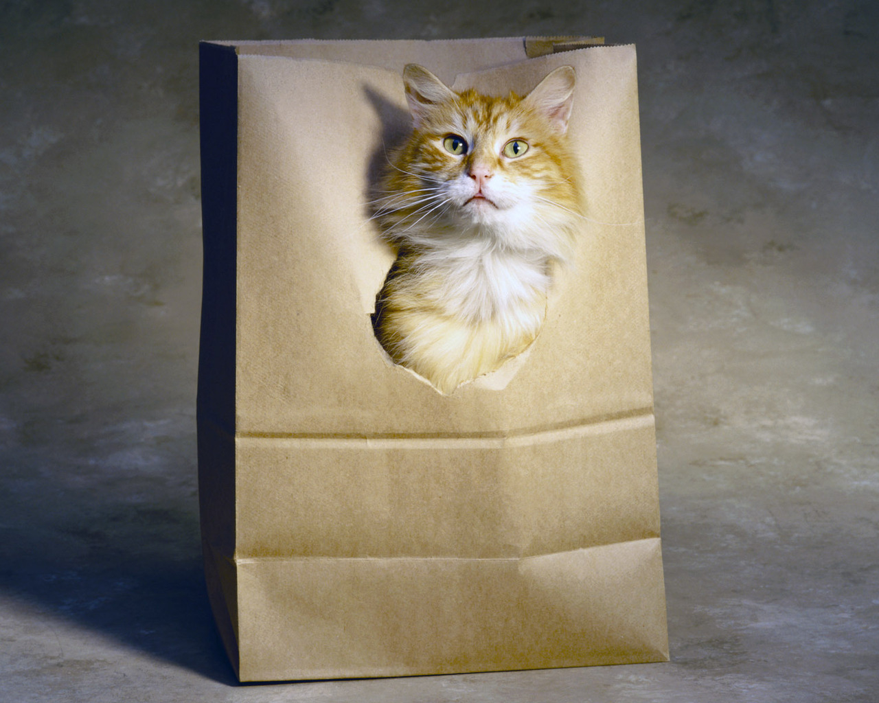 Рыжий кот в пакете