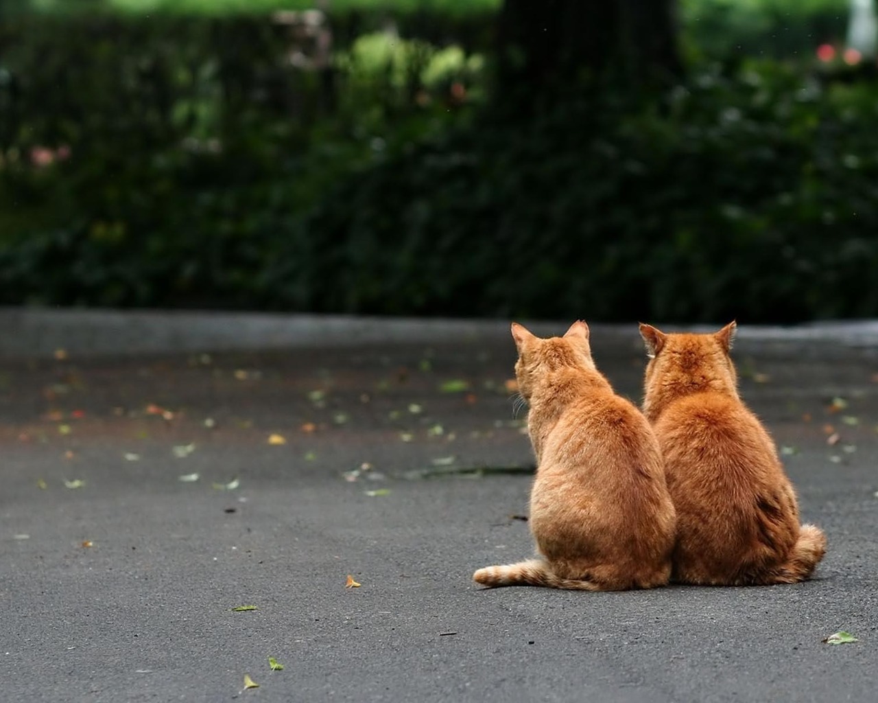 Рыжие братья