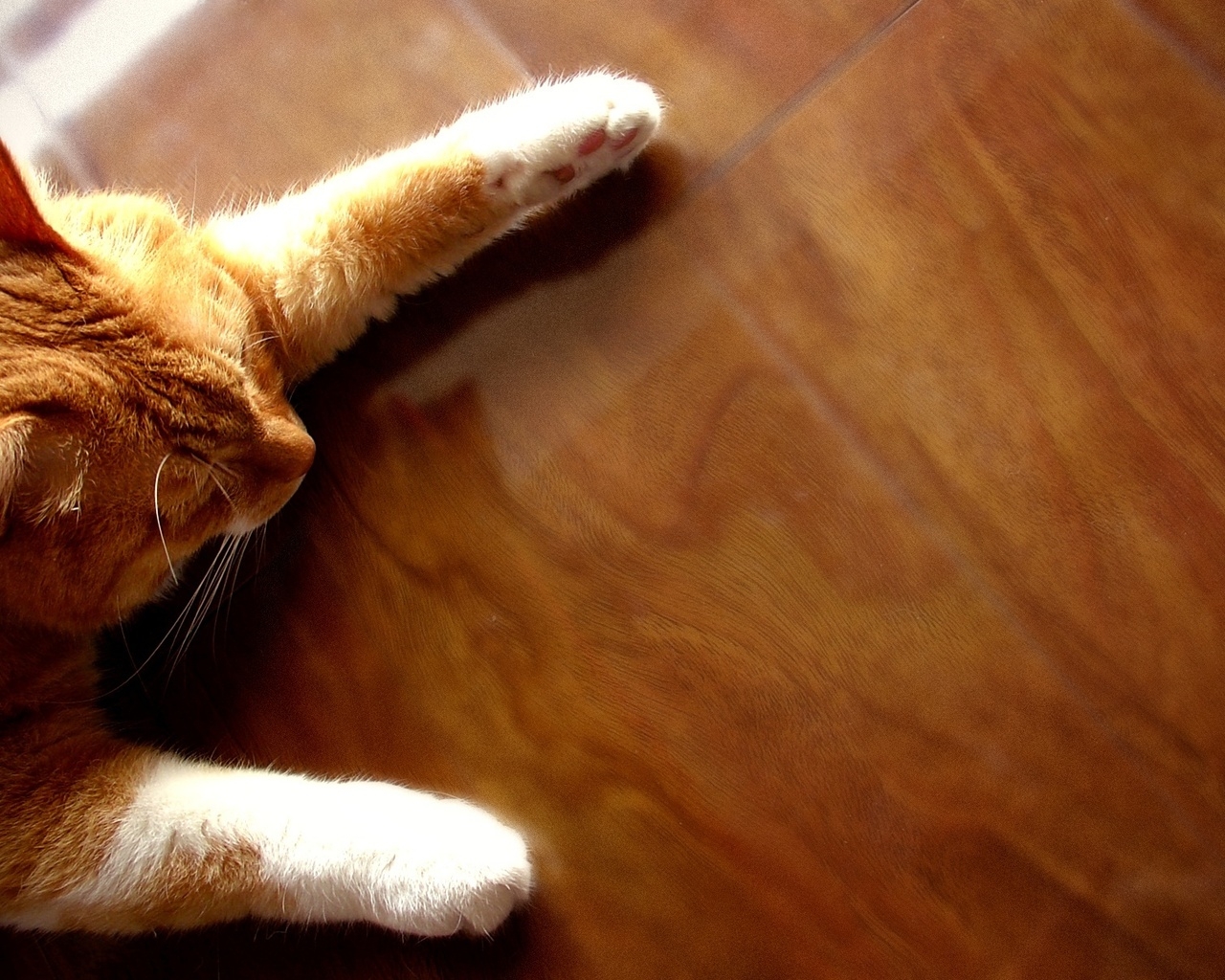 Рыжий кот на полу