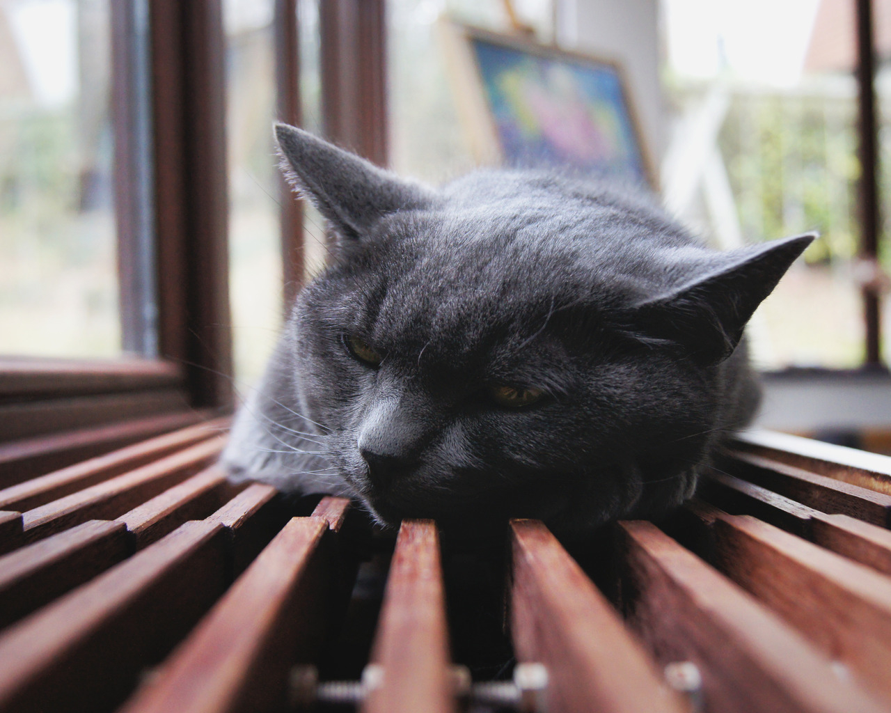 Отдыхающий кот