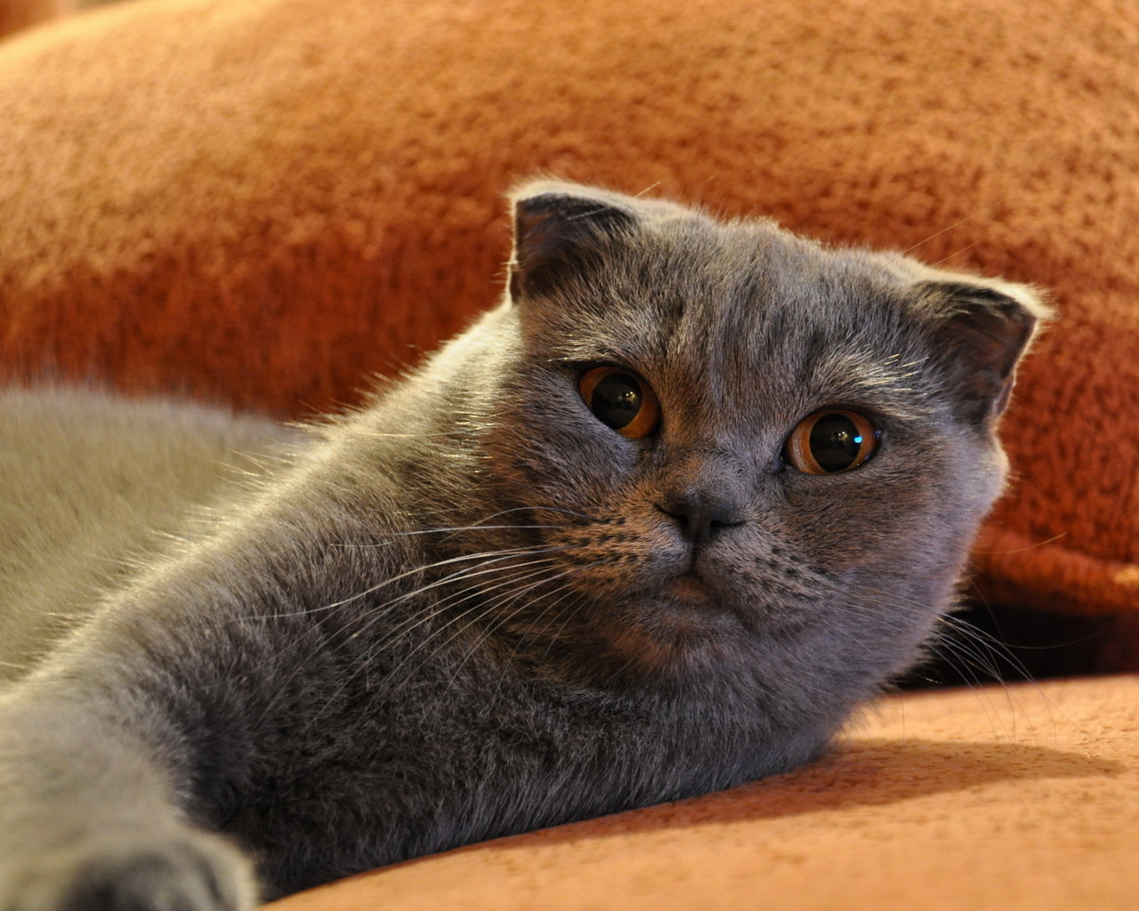 Шотландский фолд