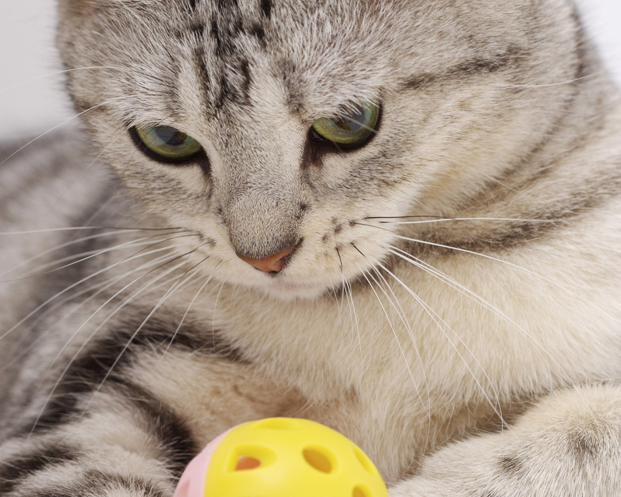 Прямоухий Скоттиш Страйт