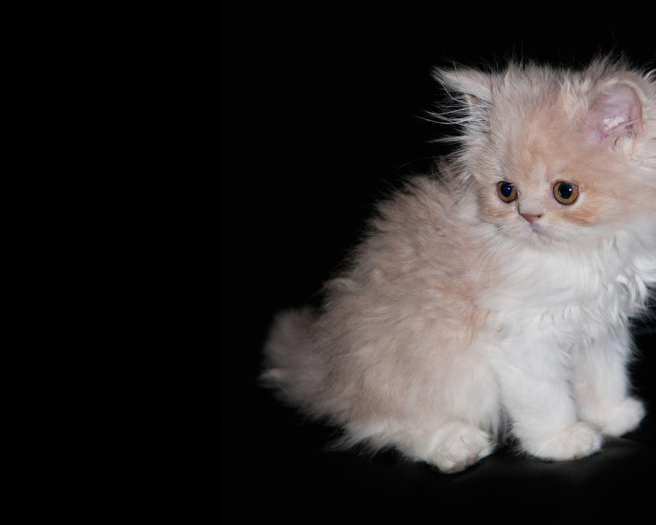 Лохматый котенок