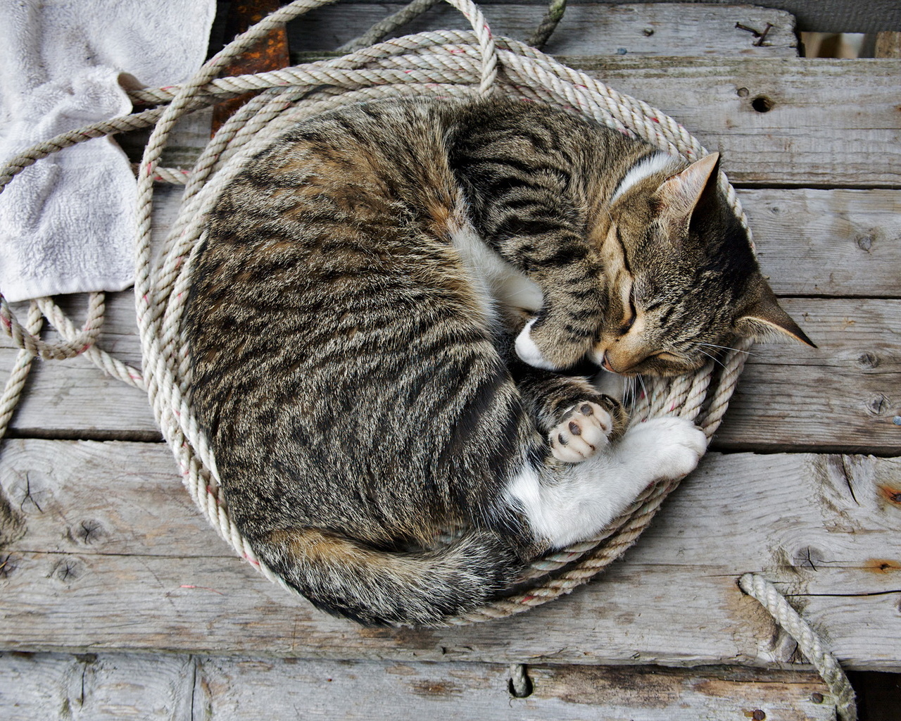 Спящая кошка