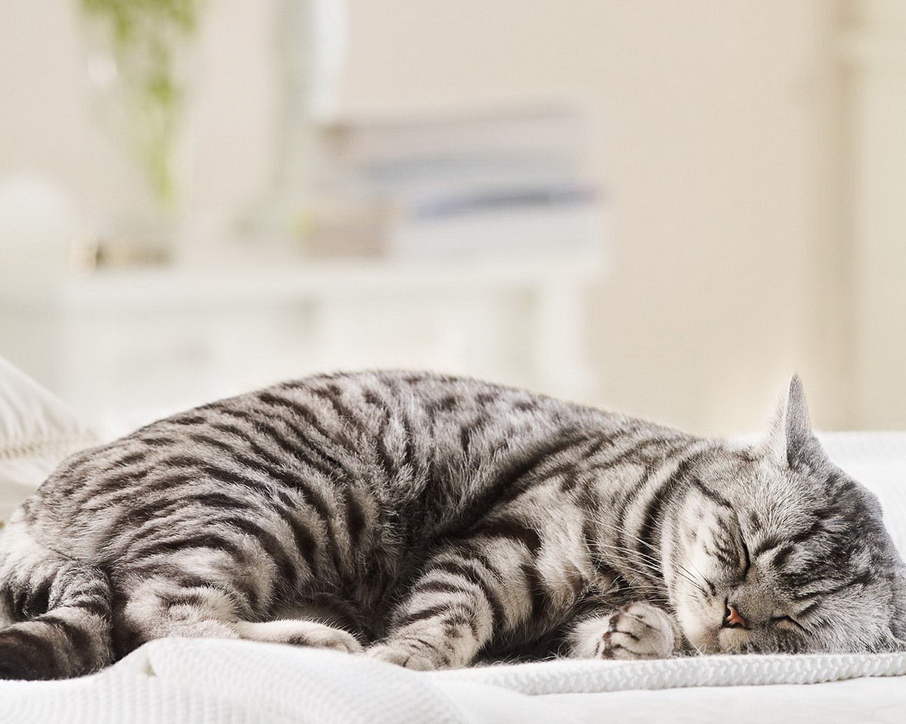 Спящая кошка