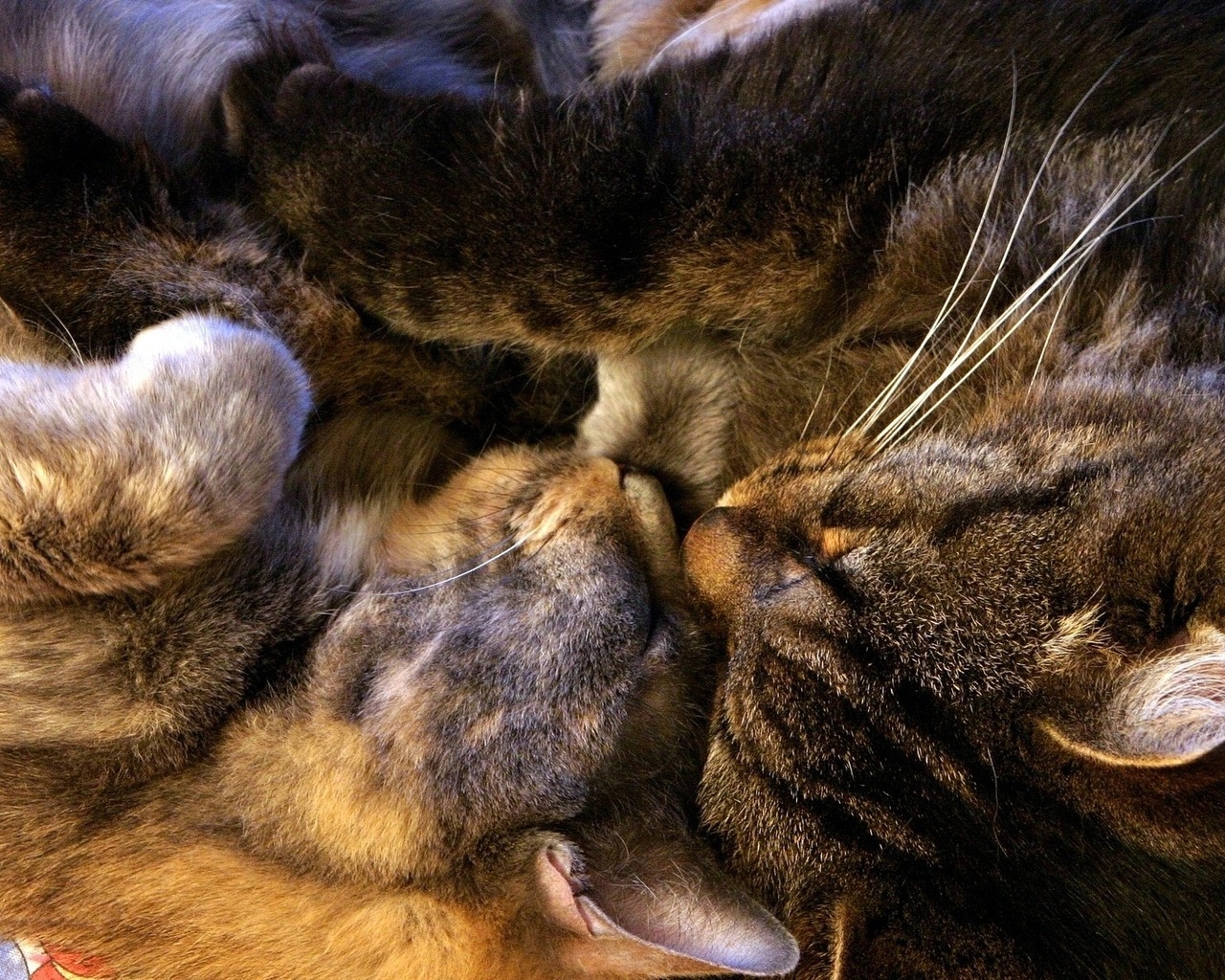 Спящая парочка