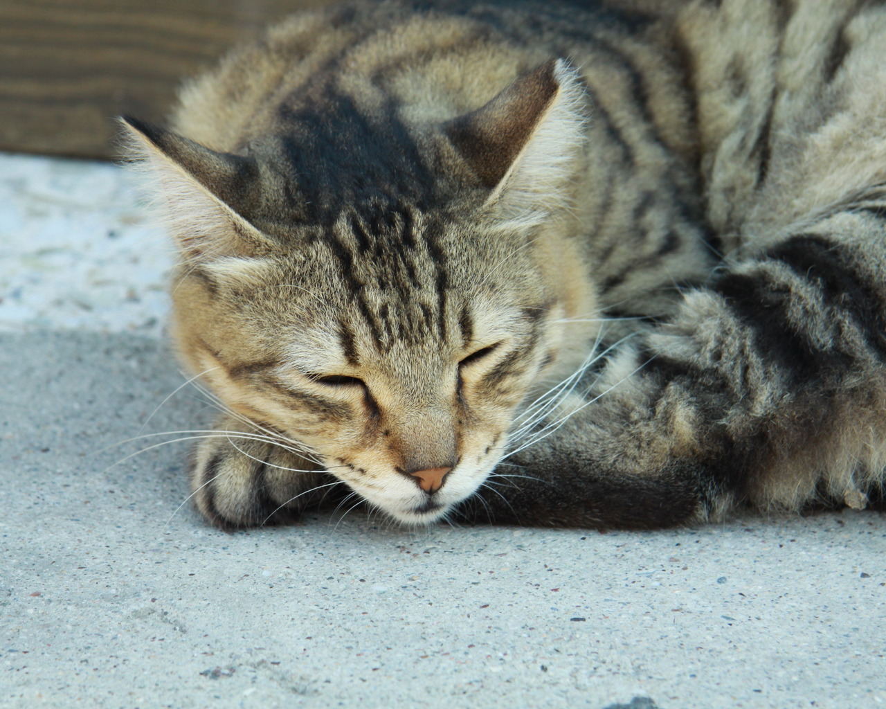 Сонный Васька