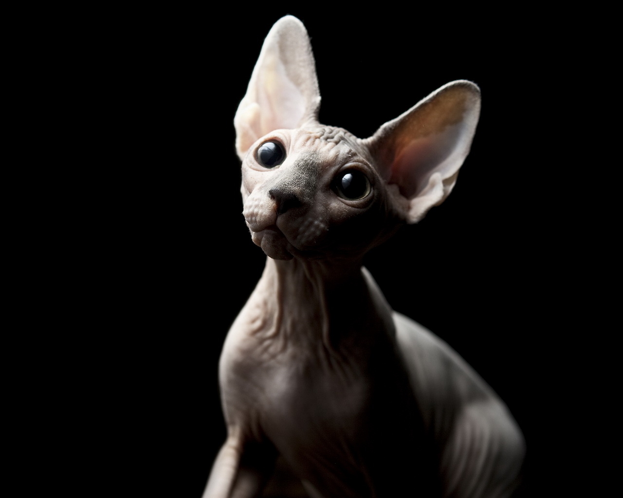 Кошка Сфинкс