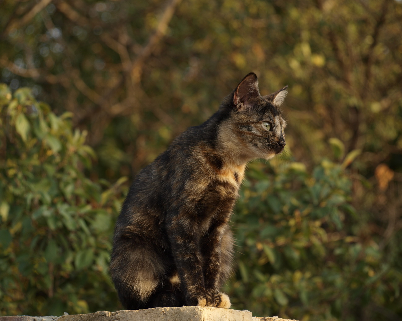 Пятнистый кот