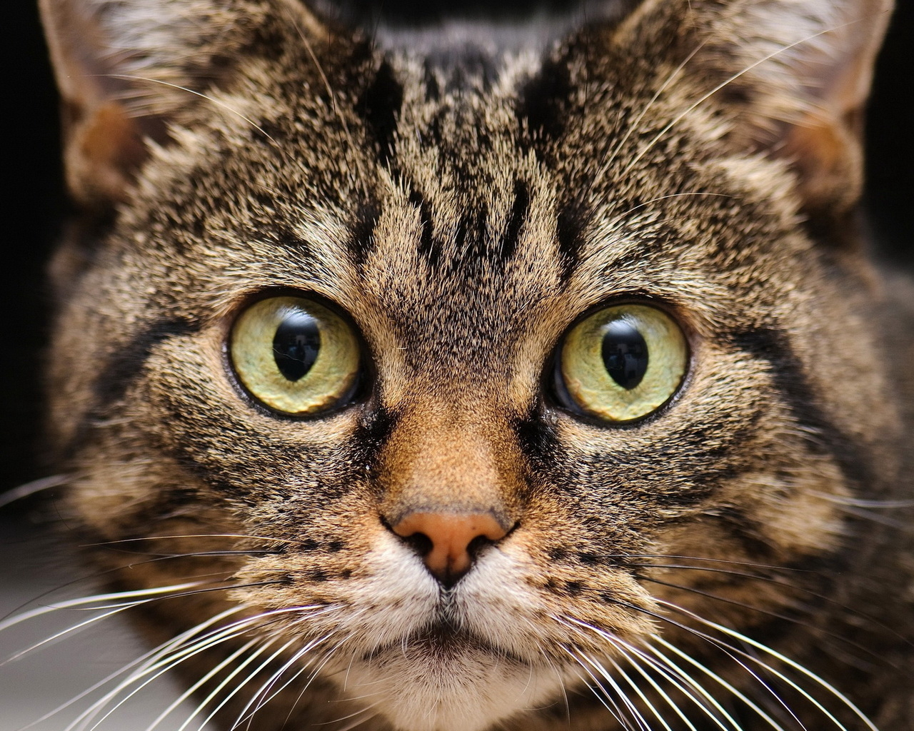 Удивленная мордашка