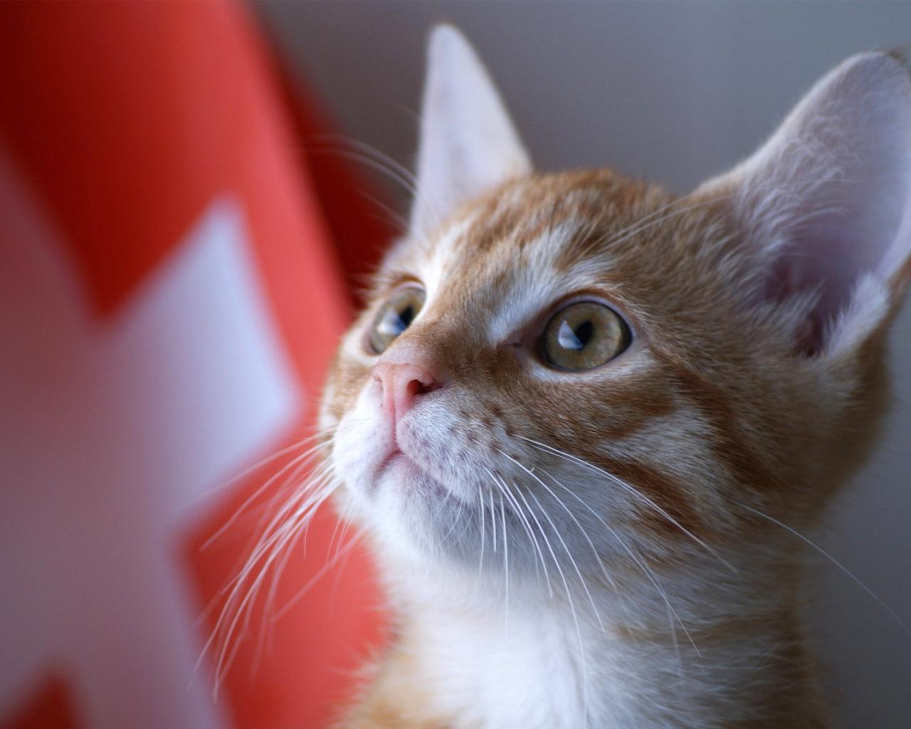 Швейцарский армейский кот