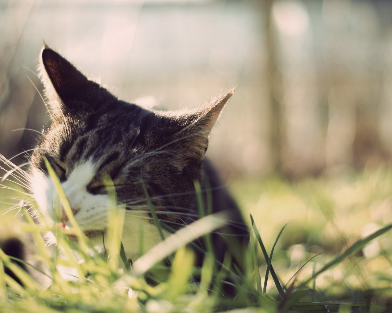 Кот ест траву