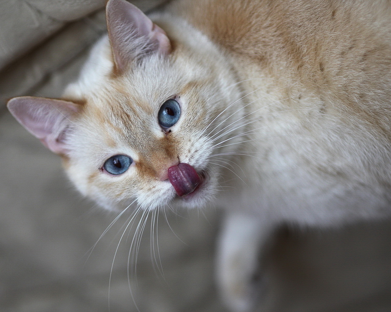 Кошачий язычок