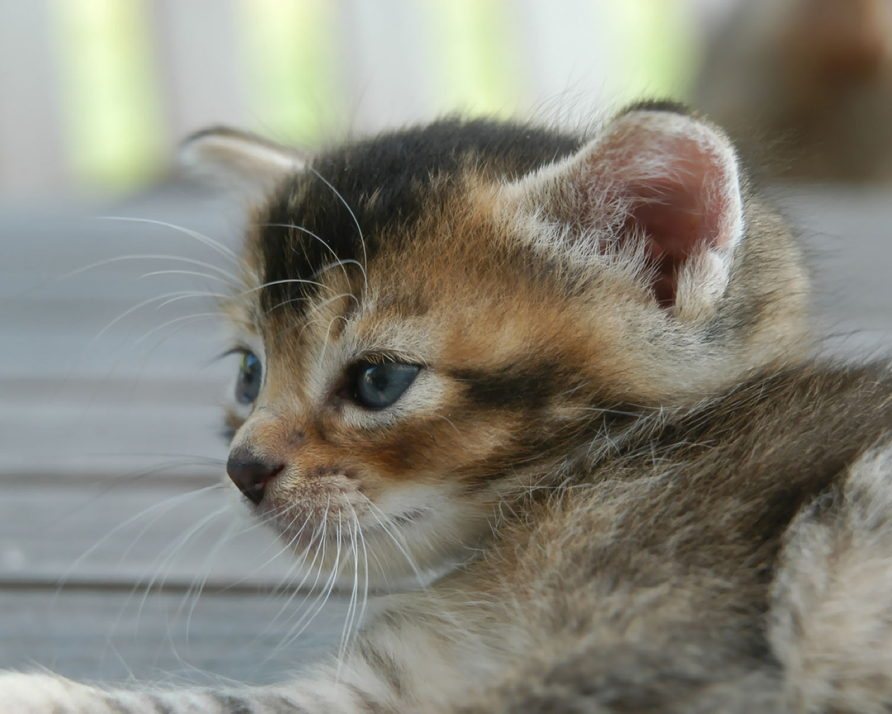 Усатый полосатый