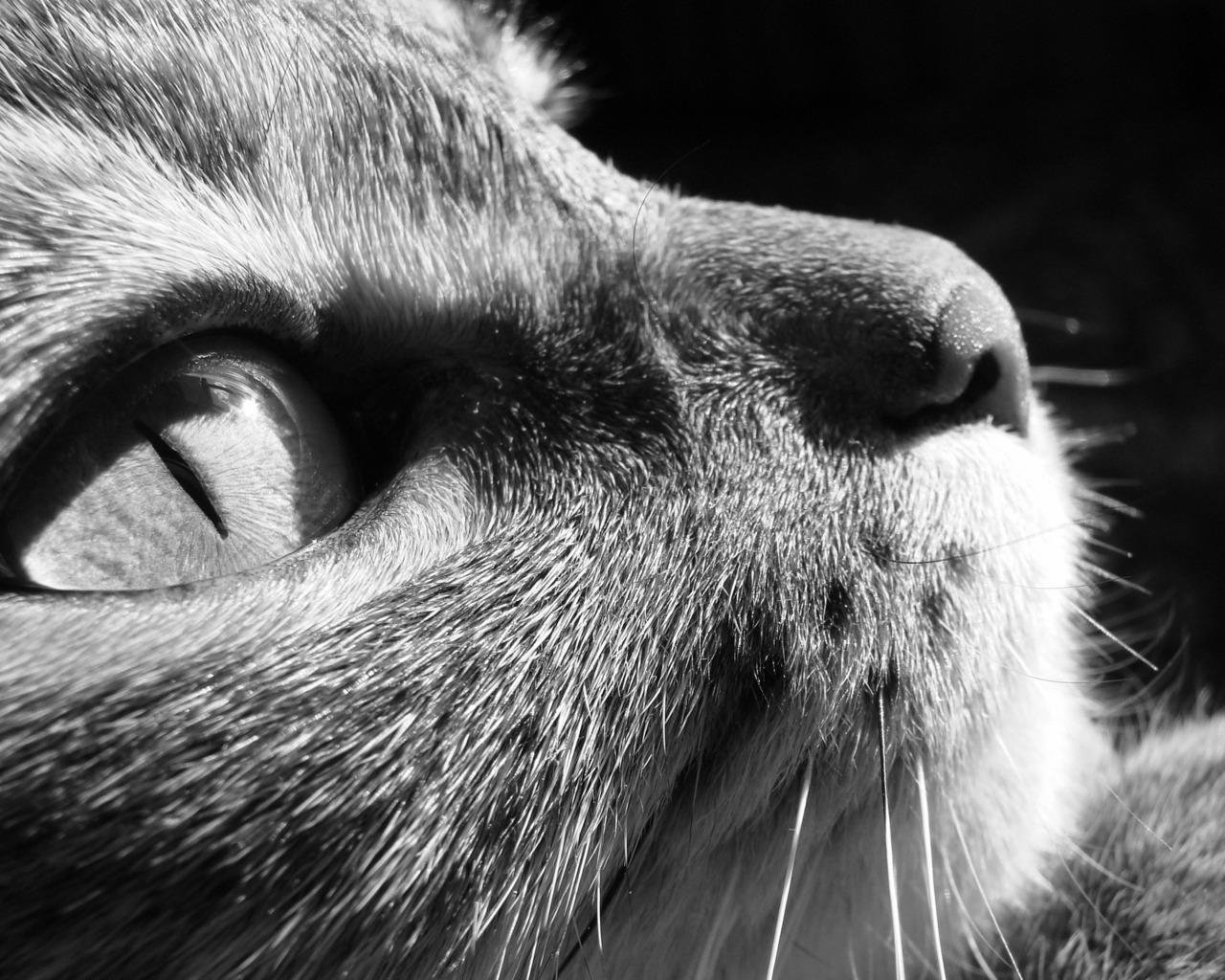 Задумчивый взгляд