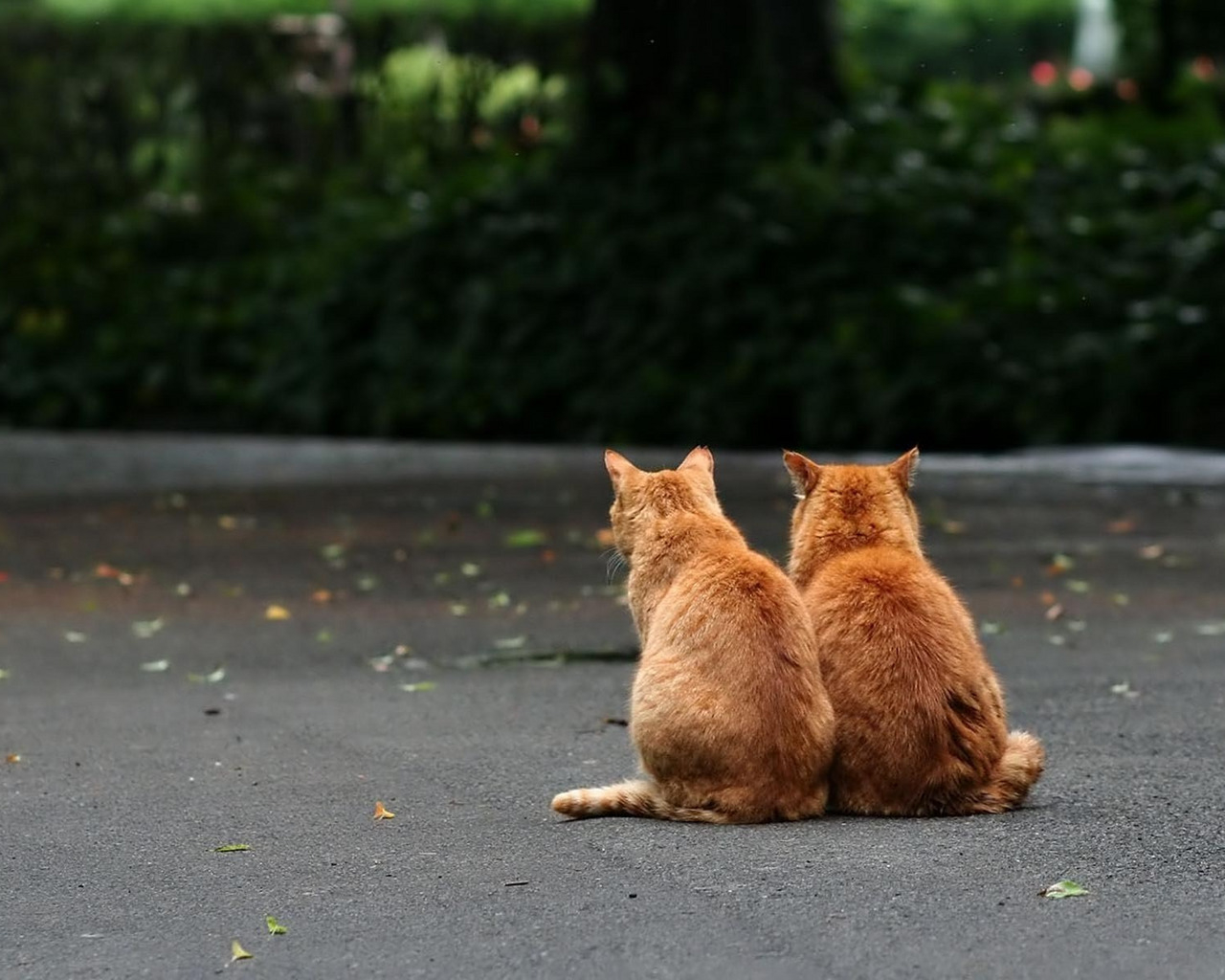 Два рыжих кота