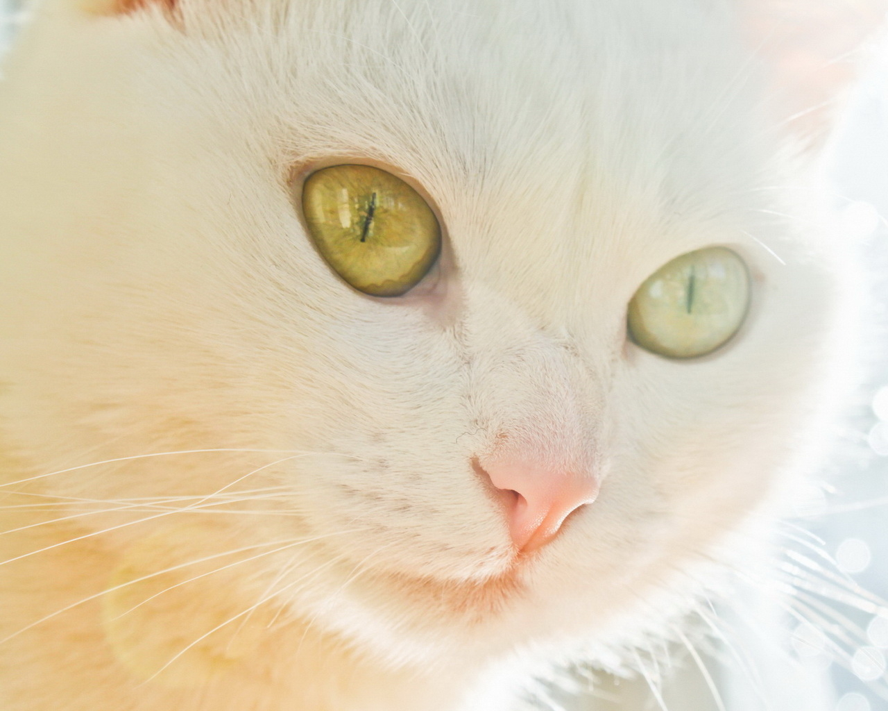 Белая кошка