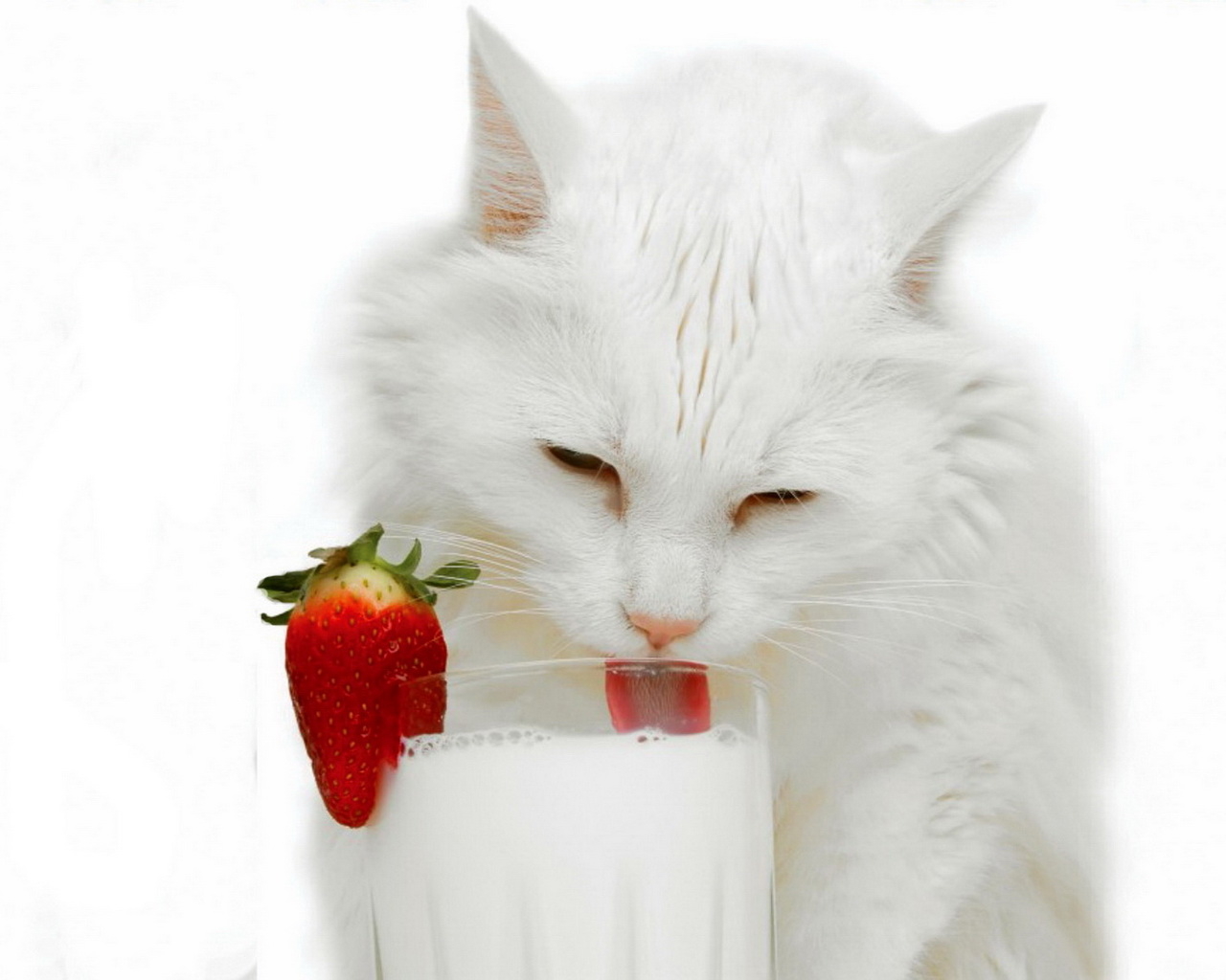 Белая кошка и молоко