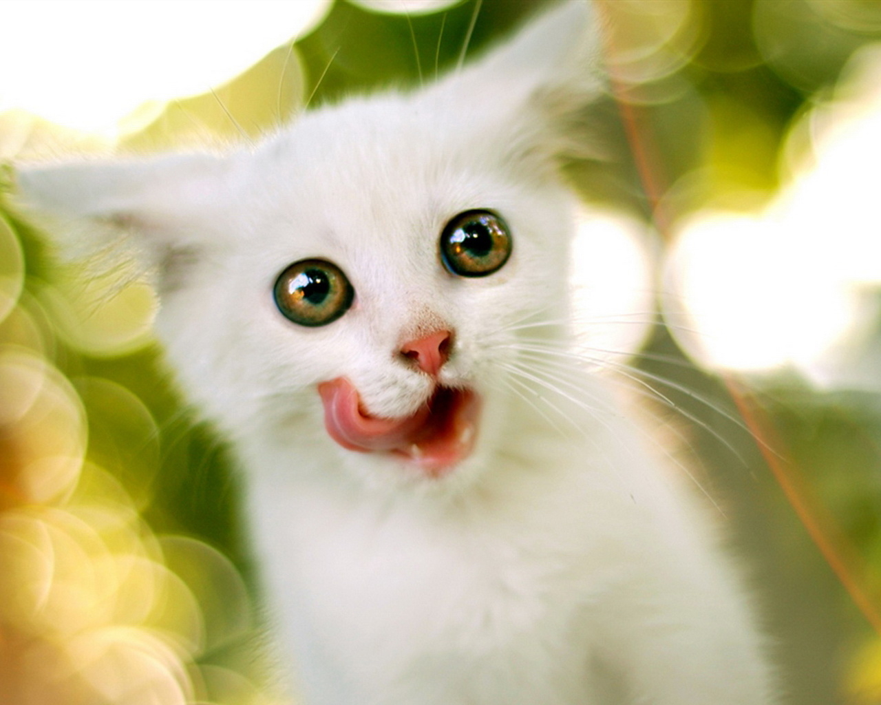 Белый котенок