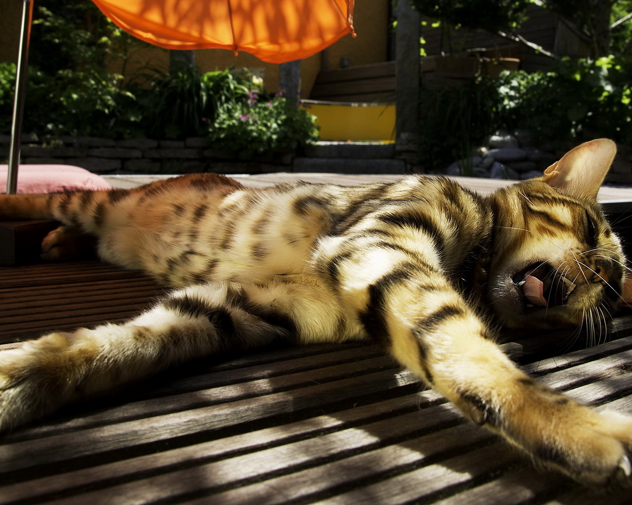 Зевающая кошка