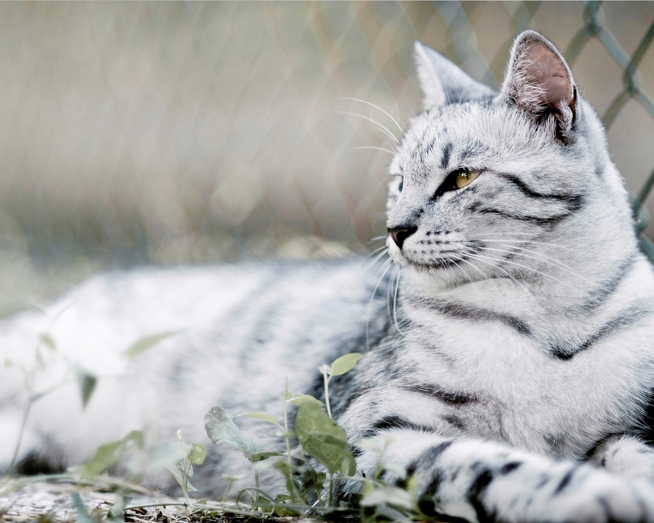 красивый Кот