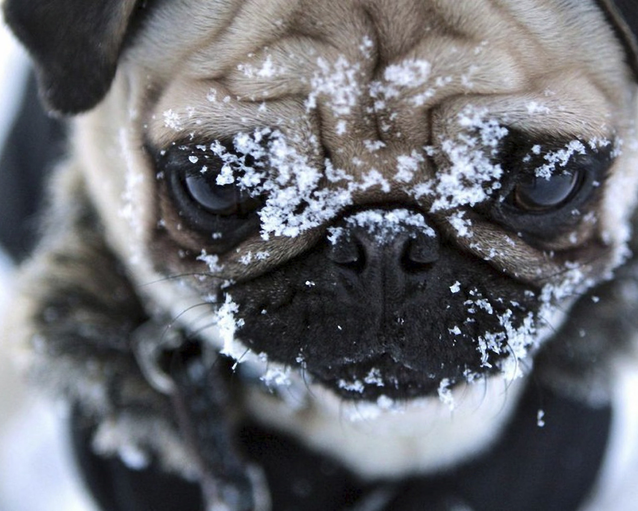 Мордашка мопса