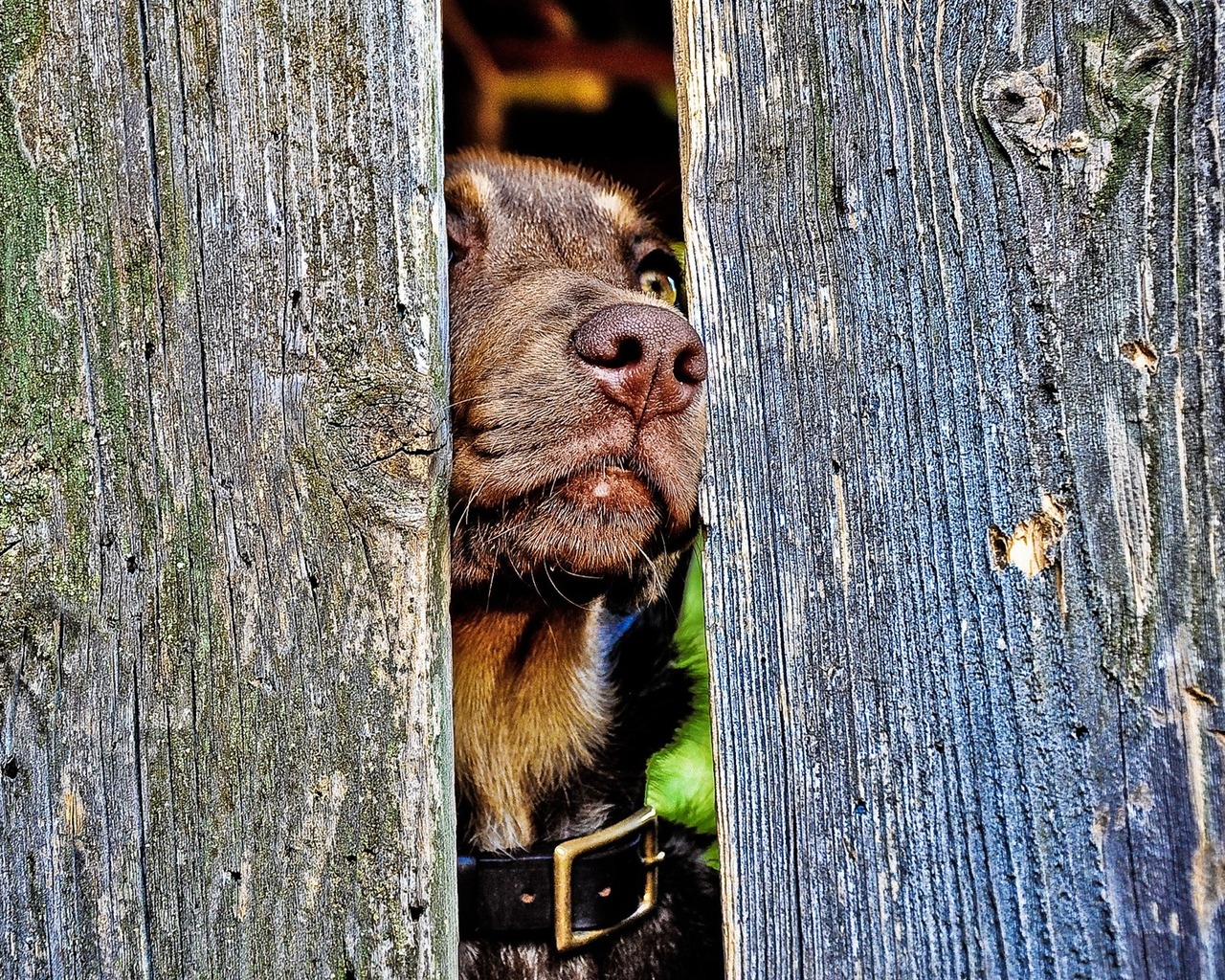 Любопытный пес