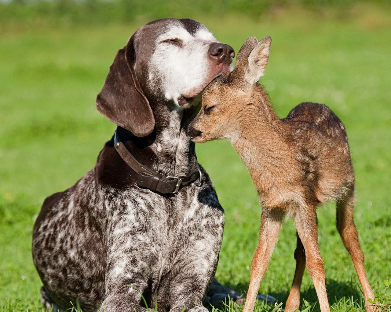 Собака и олененок
