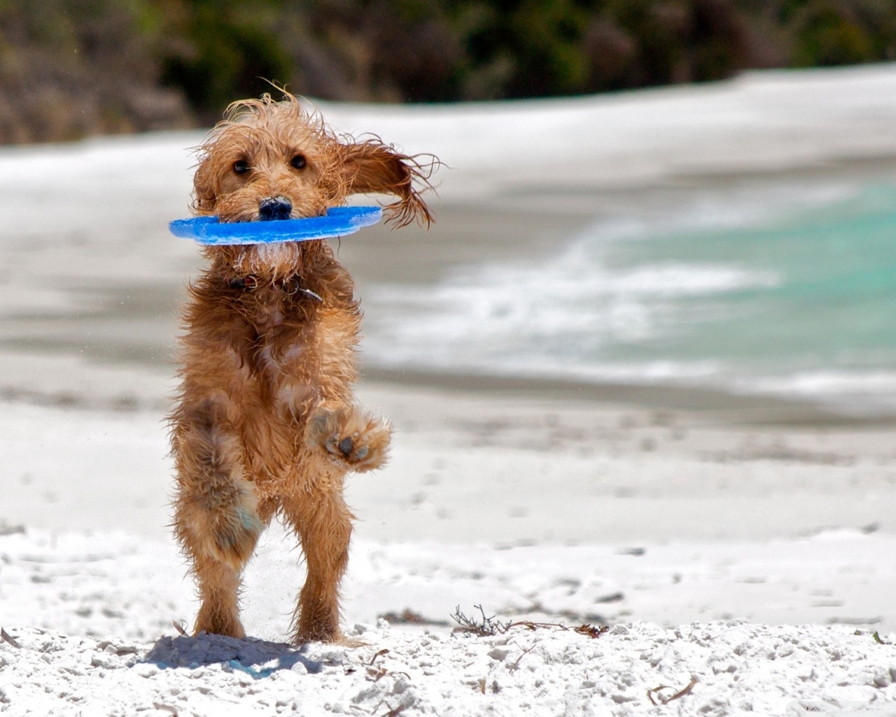 Собака на пляже