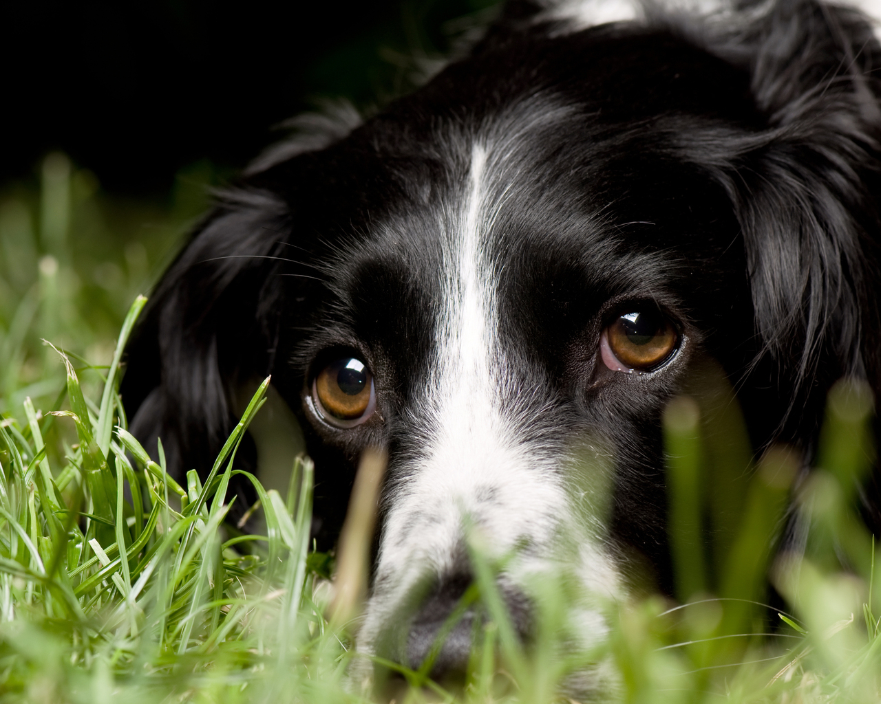 Aнглийский Cпрингер-Cпаниель