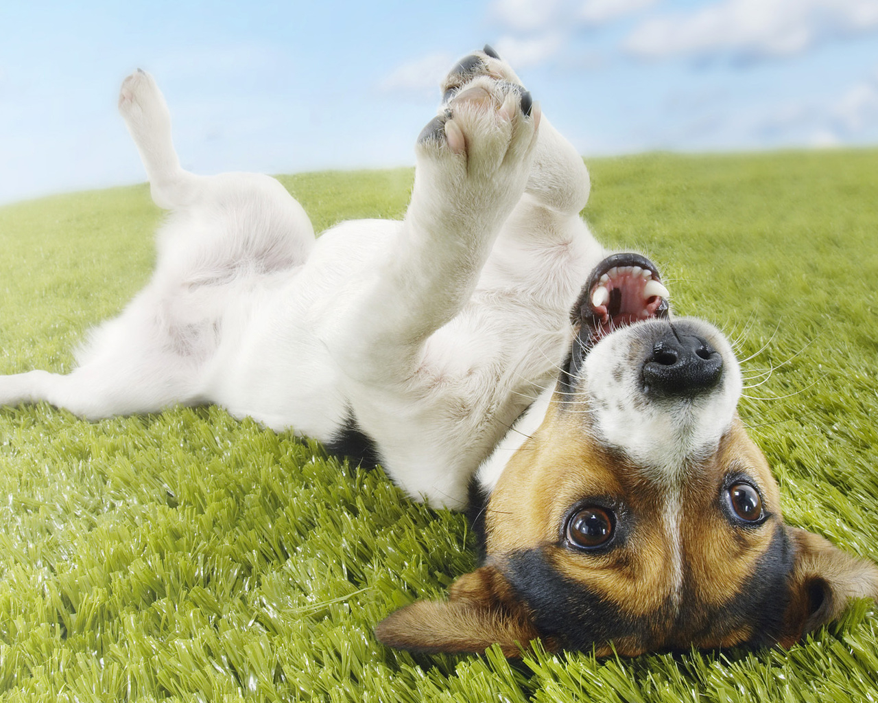 Джек-Рассел терьер