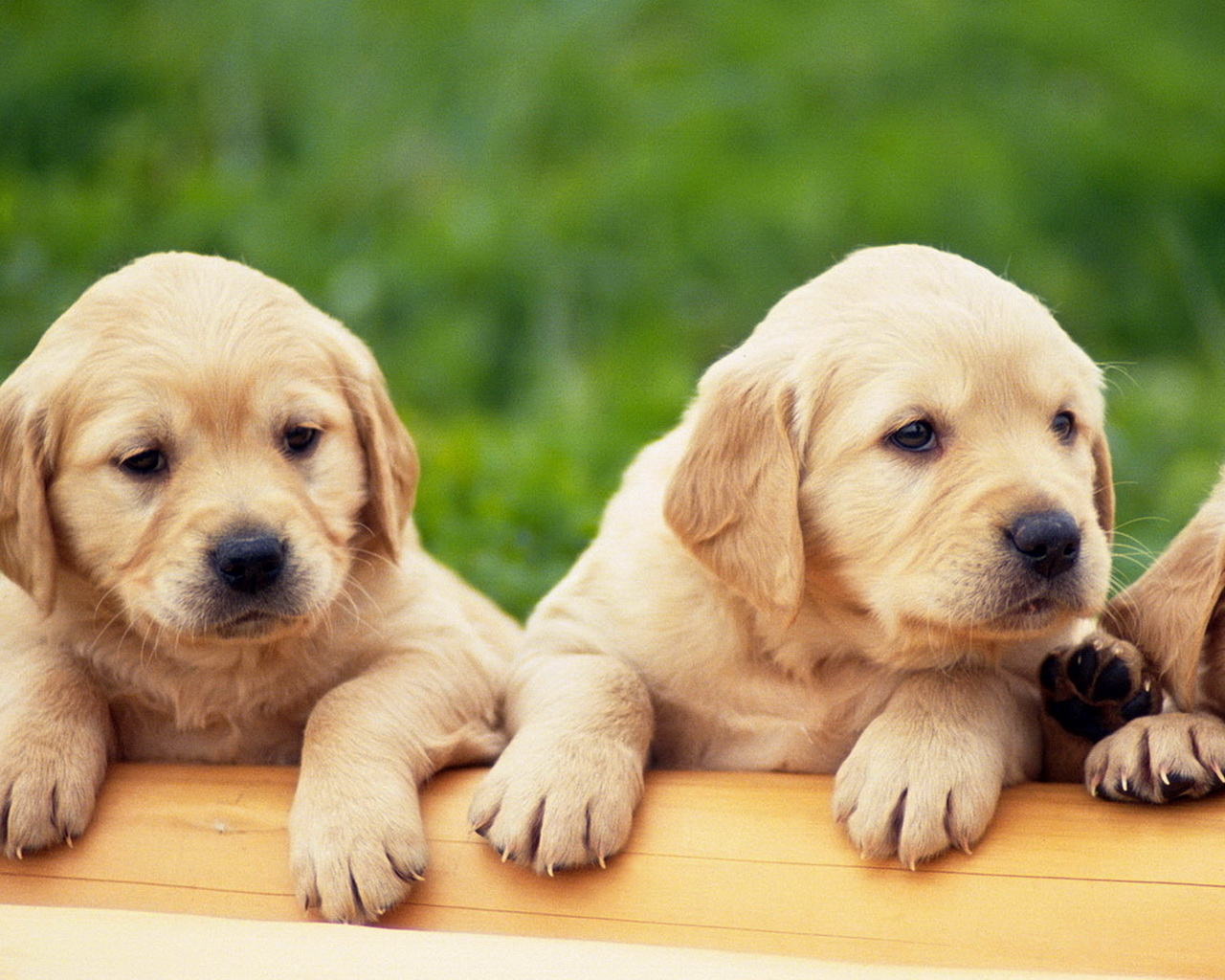 Щенки Лабрадора