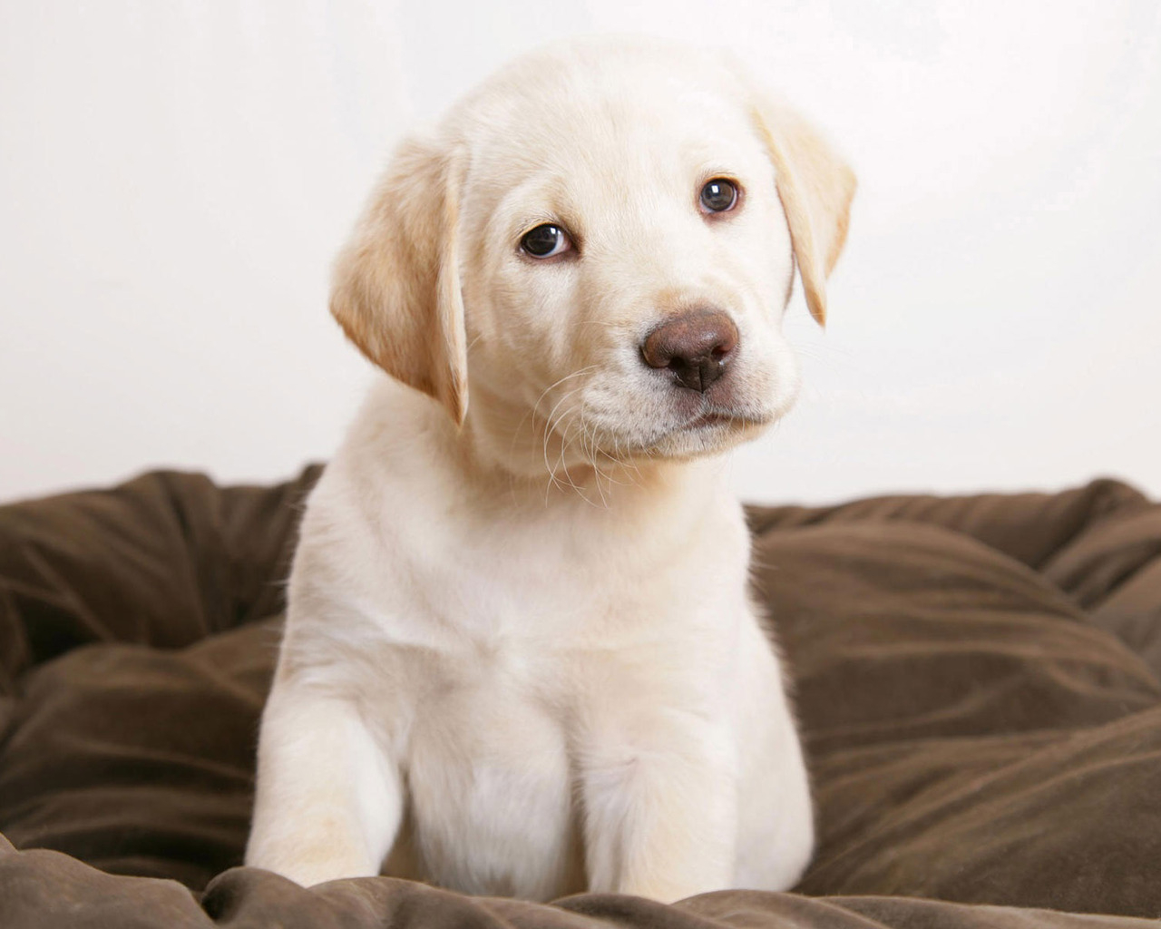 Щенок Лабрадора