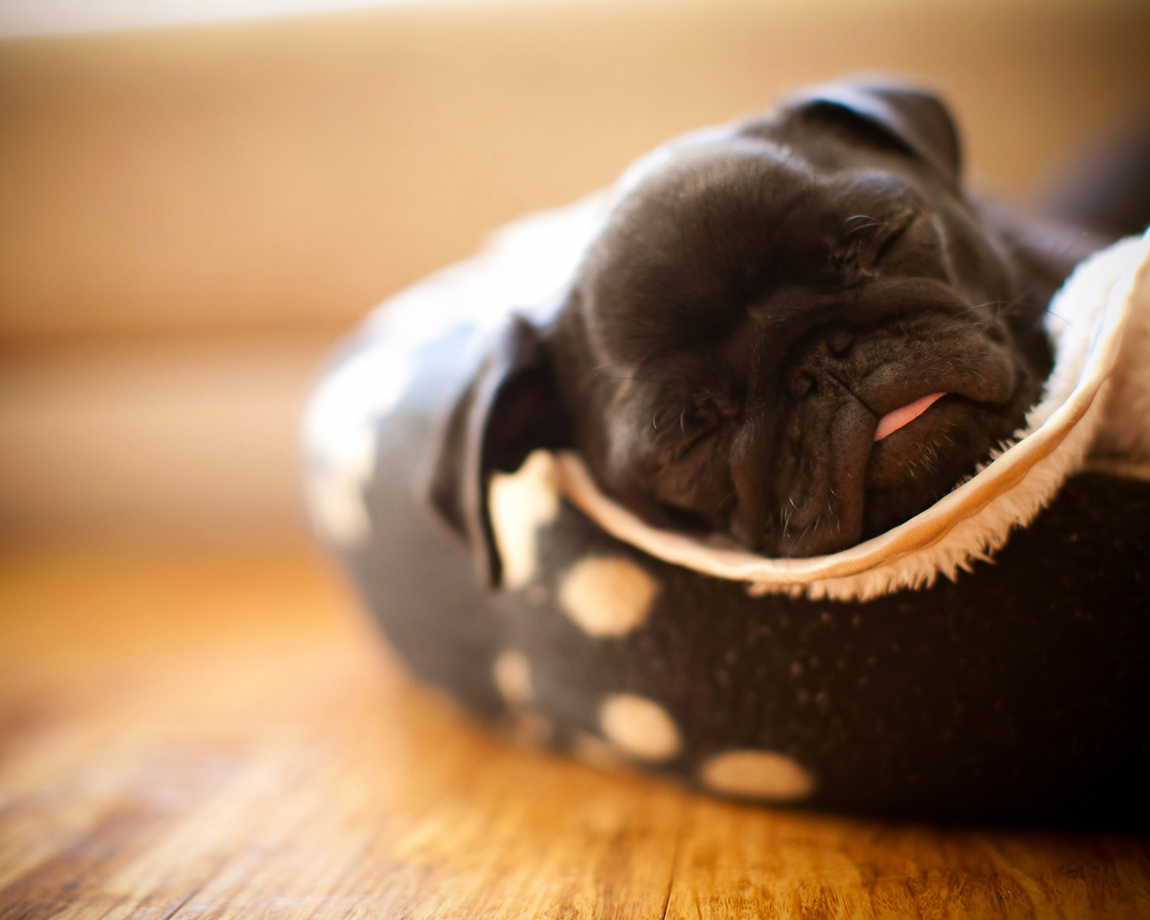 щенок Мопса