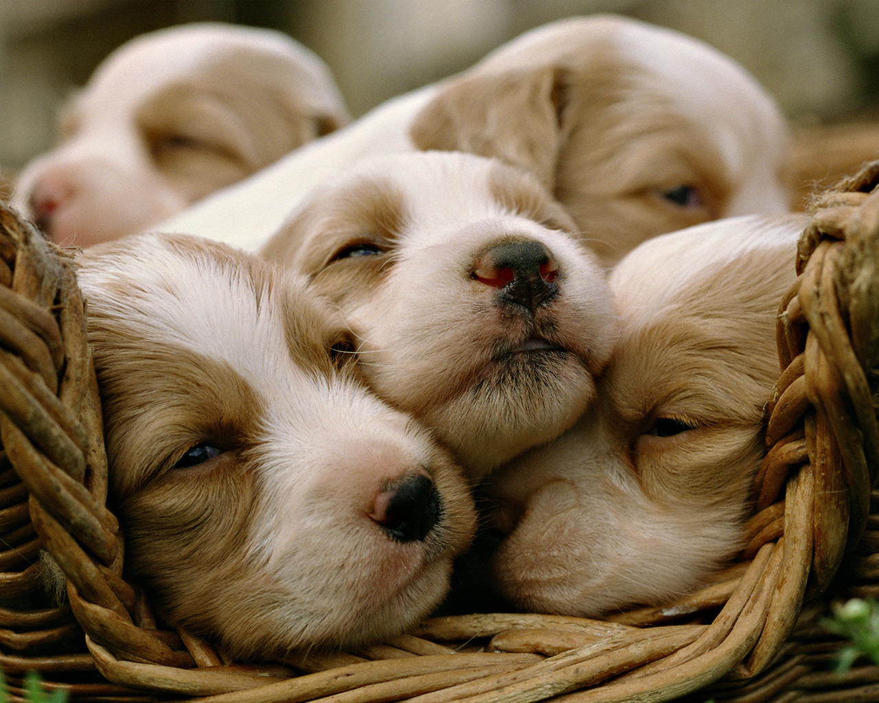 Щенки в корзинке