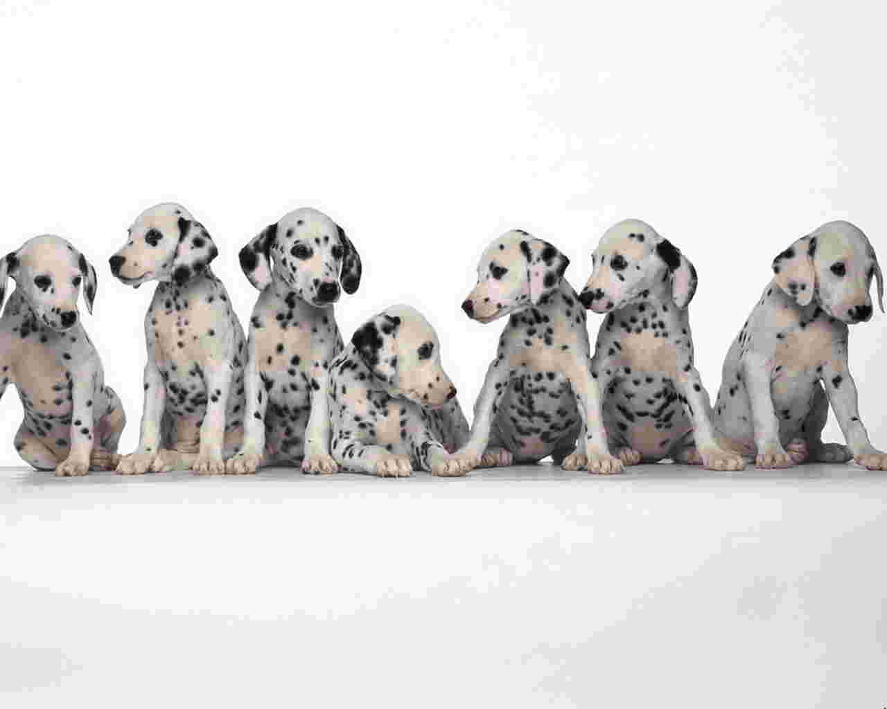 Щенки долматинца