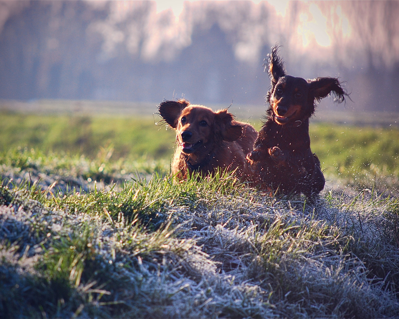Щенячий восторг