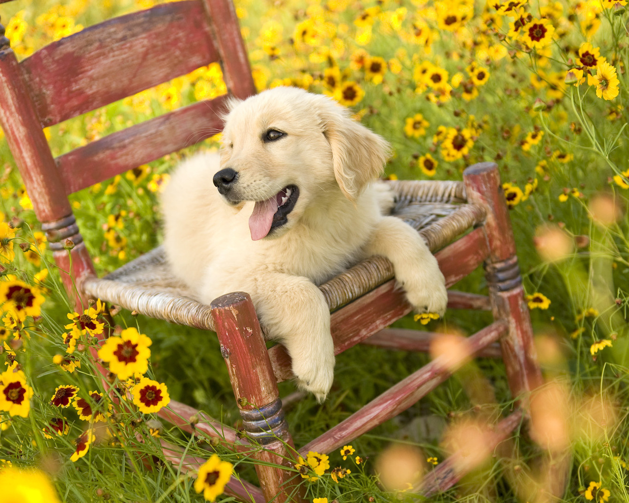 Щенок на стуле