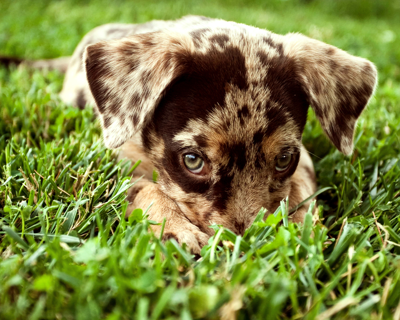 Щенок в траве