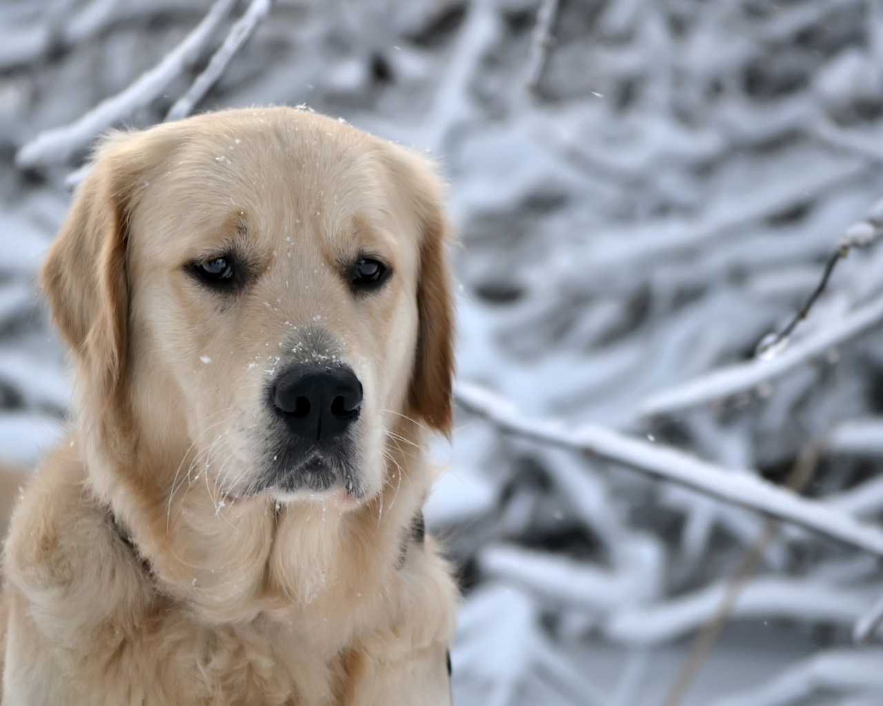 грустный Ретривер
