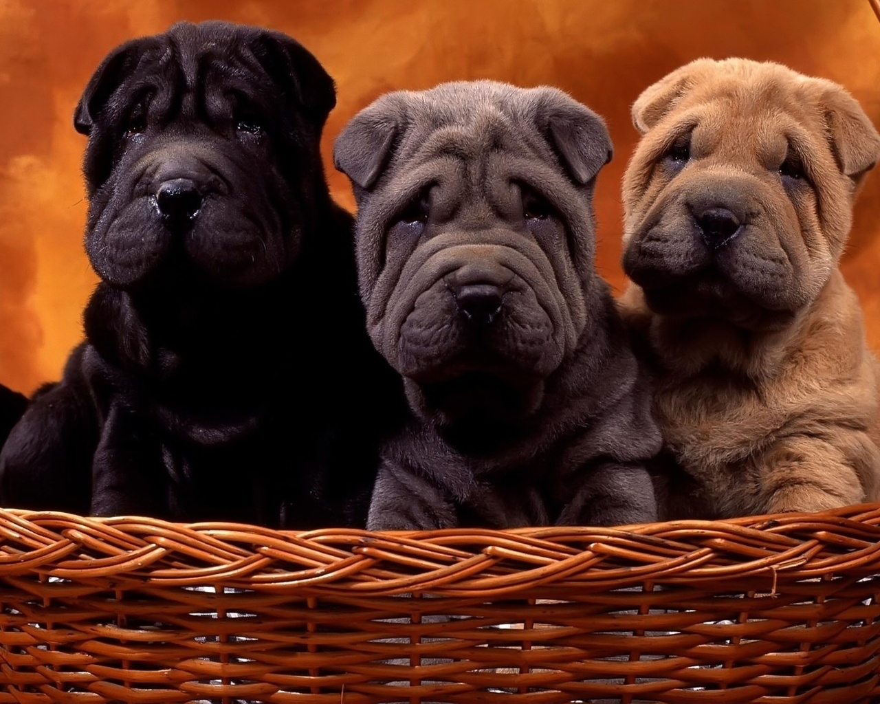 Шарпеи в корзинке