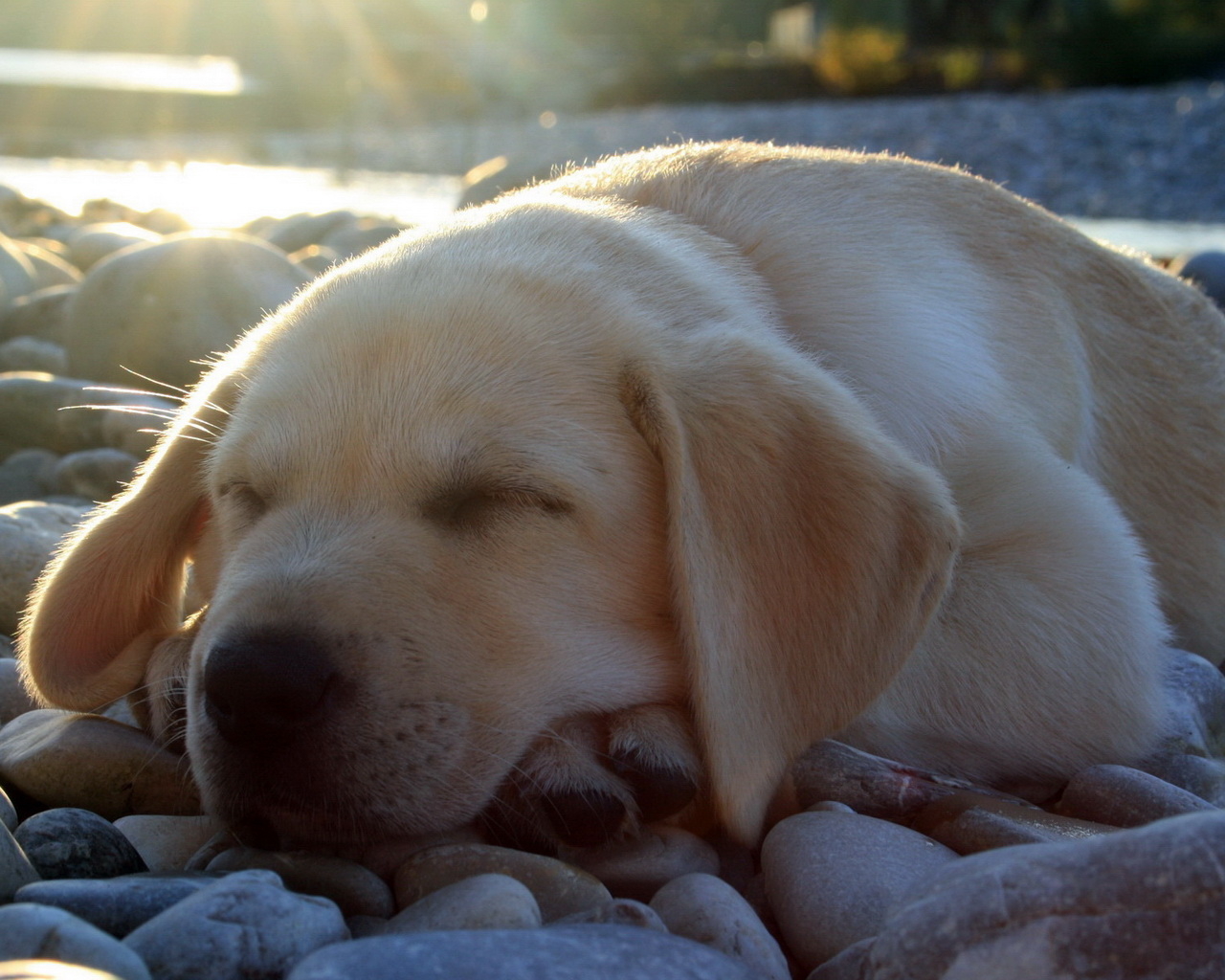 спящий Лабрадор