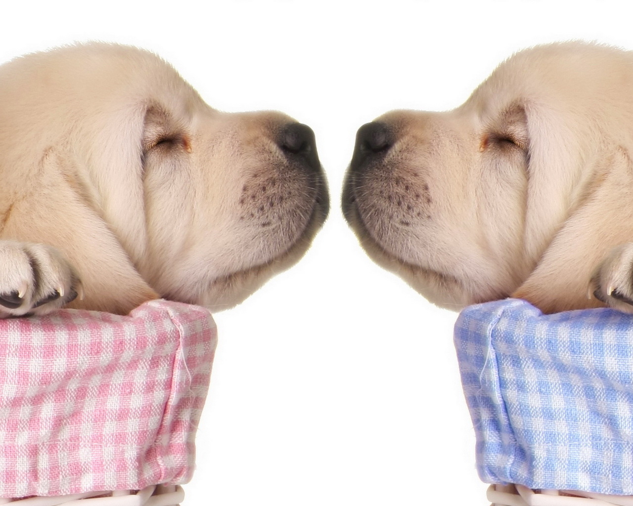 Спящие щенки